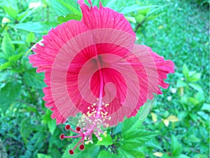 Pink hibiscus flower nature