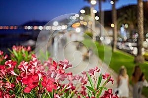 Red flowers in flowerbed and resort boulevard with