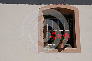Red flowers in a flowerpot on a windowsill in front of a rustic window