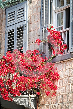 Red flowers in front of old windows.