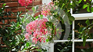 Red flowers in the garden