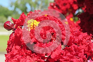 Red flowers in the garden, closeup