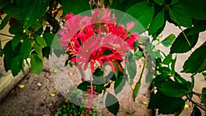 Red flowers in the garden photo