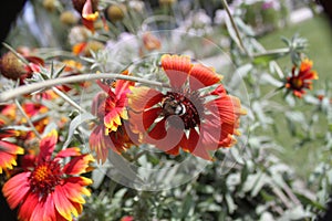 Red flowers in green blur background