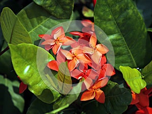 Red flowers and green leaves