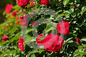 Red flowers and green leaves. French rose