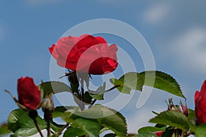 Red flowers and green leaves. French rose