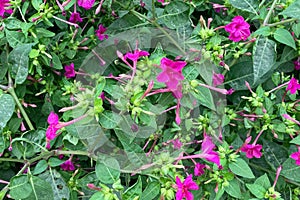 Red flowers and green leaves of Mirabilis jalapa (the marvel of Peru or four o'clock flower) plant photo