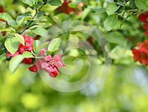 Red flowers with green leaves