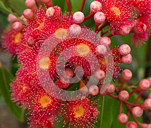 Red flowers of Australian gum tree eucalyptus photo