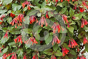 Red flowers of Honeysuckle Fuchsia, also called Firecracker Fuchsia, Fuchsia Thalia