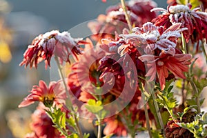 red flowers with ice layer