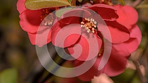 Japanese quince flower