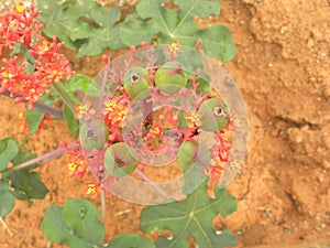 Red flowers of Jatropha podagrica plant photo