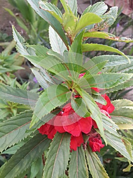 Red flowers  from the Kalimantan Kalimantan Equator Park West Indonesia 31