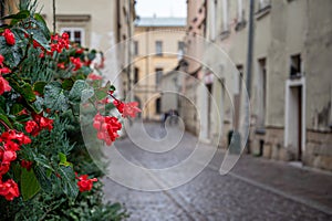 Red flowers in Krakow old town, narrow street, historic center in Krakow, Poland