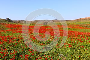 Red flowers landscape