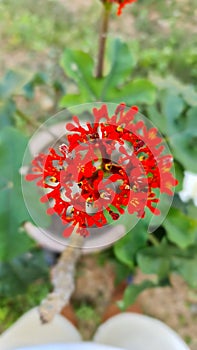 Red flowers, location, Tambunan Sabah, Malaysia. 2022-1-11