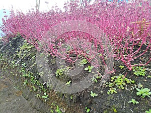 Red Flowers Manulalu Bajawa photo