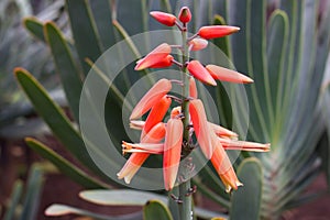 Red flowers of medicinal flat Kumara plicantilis plant Aloe abanico L. photo