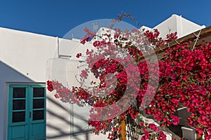 Red flowers on medieval white house, island of Mykonos, Greece