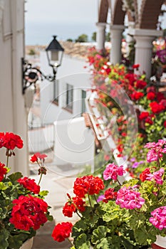 Red flowers in Mijas