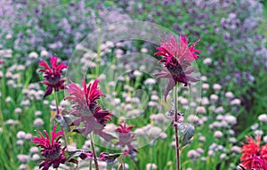 Red flowers Monarda or Bergamot, Oswego Tea, Beebalm Monarda fistulosa