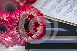 Red flowers and music book on a piano keyboard