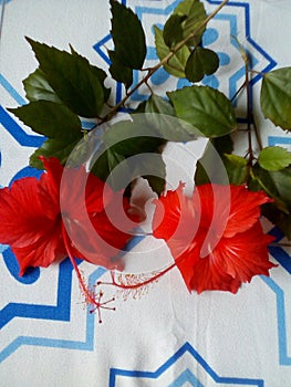 Red  flowers on my bed with white and lightblue shirt