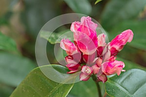 Red flowers that are nearing bloom