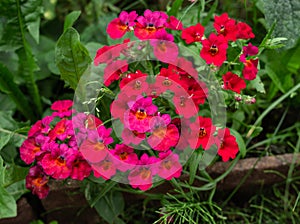 Red flowers of nemesia plants in summer cottage garden