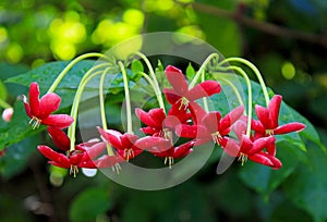 Red flowers of Niyog-Niyogan, Quisqualis indica L.