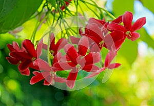 Red flowers of Niyog-Niyogan, Quisqualis indica L. photo