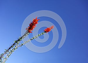 Red Flowers of Ocotillo (Fouquieria splendens) against Blue Sky photo