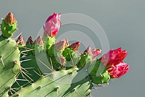 Red flowers of opuntia  prickly pear