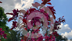 Red flowers of an ornamental tree sway in the wind in a spring park.