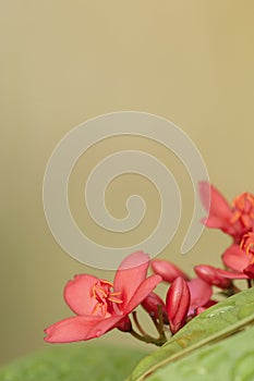 Red flowers with out of focus leaves.