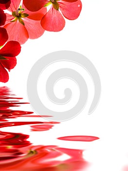 Red flowers over water