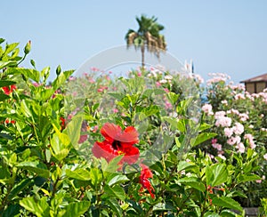 Red flowers, palm tree and views on the coast of Cyprus