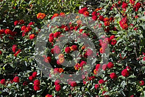 Red flowers  in the park. Wallpapier