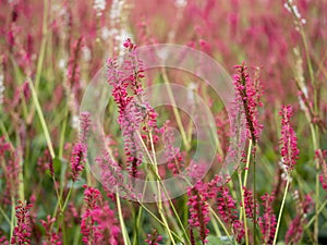 Red flowers of Persicaria amplexicaulis with soft focus photo