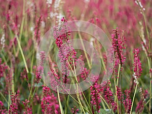 Red flowers of Persicaria amplexicaulis with soft focus photo