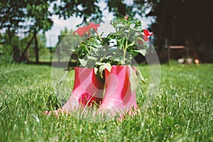 Red flowers in pink rubber boots in the grass, ingenious idea for the garden ,decoration