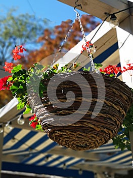 Red flowers of plant with  in a wicker pot