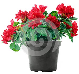 Red flowers in a plastic pot on white