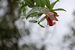 The red flowers of the pomegranate fruit tree