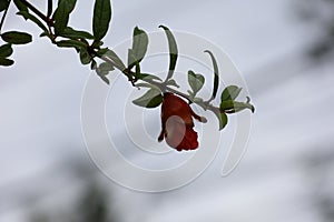 The red flowers of the pomegranate fruit tree