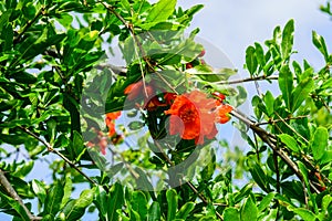 Red flowers of pomegranate