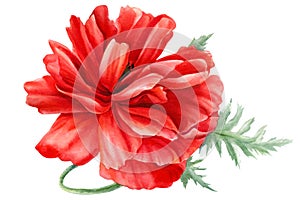 Red flowers, poppies on an isolated on white background, botanical illustration, watercolor painting