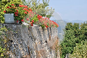 Red flowers in pots on the stone wall